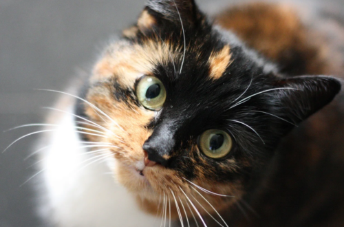 Tricolor cat looking up