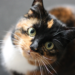 Tricolor cat looking up