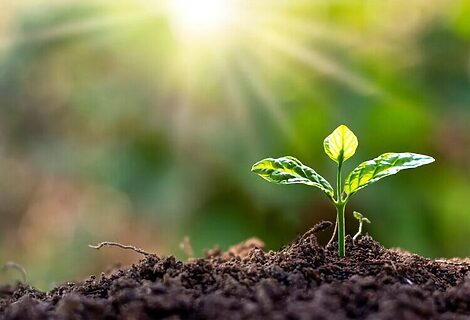 Seedling under sunlight to illustrate resilience