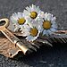 Key with word “dream” etched into it next to four daisies illustrate finding your calling