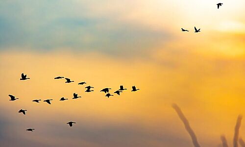 Flock of birds are symbolic of being free or delivered