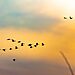 Flock of birds are symbolic of being free or delivered