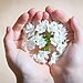 Little white flowers are held in palms of hands. Illustrates caring for an eternal legacy