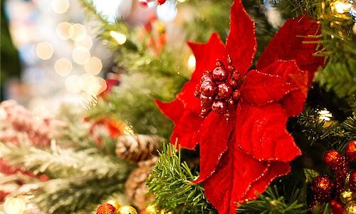 Poinsettia ornament on Christmas tree is reminder of Christmas traditions that point to even grander celebration
