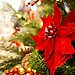 Poinsettia ornament on Christmas tree is reminder of Christmas traditions that point to even grander celebration