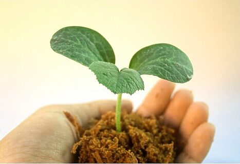 Image of young plant being held in a hand illustrates new beginnings