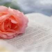 Image of pink rose atop Bible illustrate growing in faith and patience while reading Bible stories about waiting and trusting God’s timing