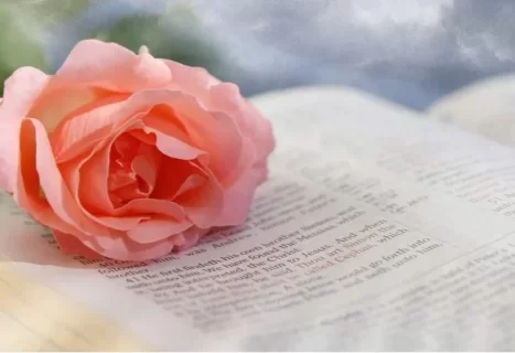 Image of pink rose atop Bible illustrate growing in faith and patience while reading Bible stories about waiting and trusting God’s timing